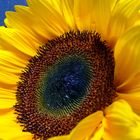 Sonnenblume