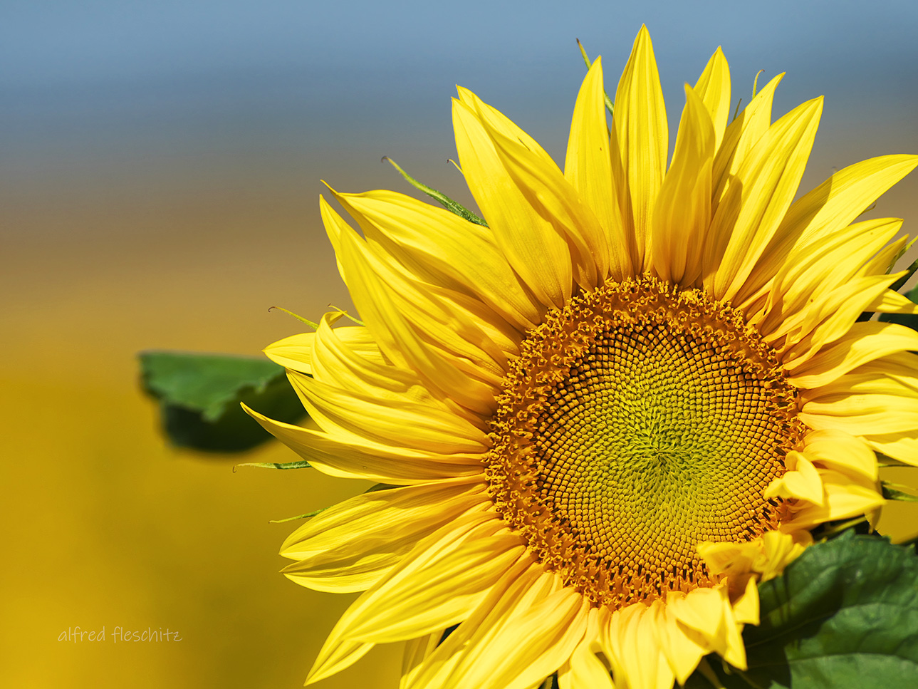 Sonnenblume 