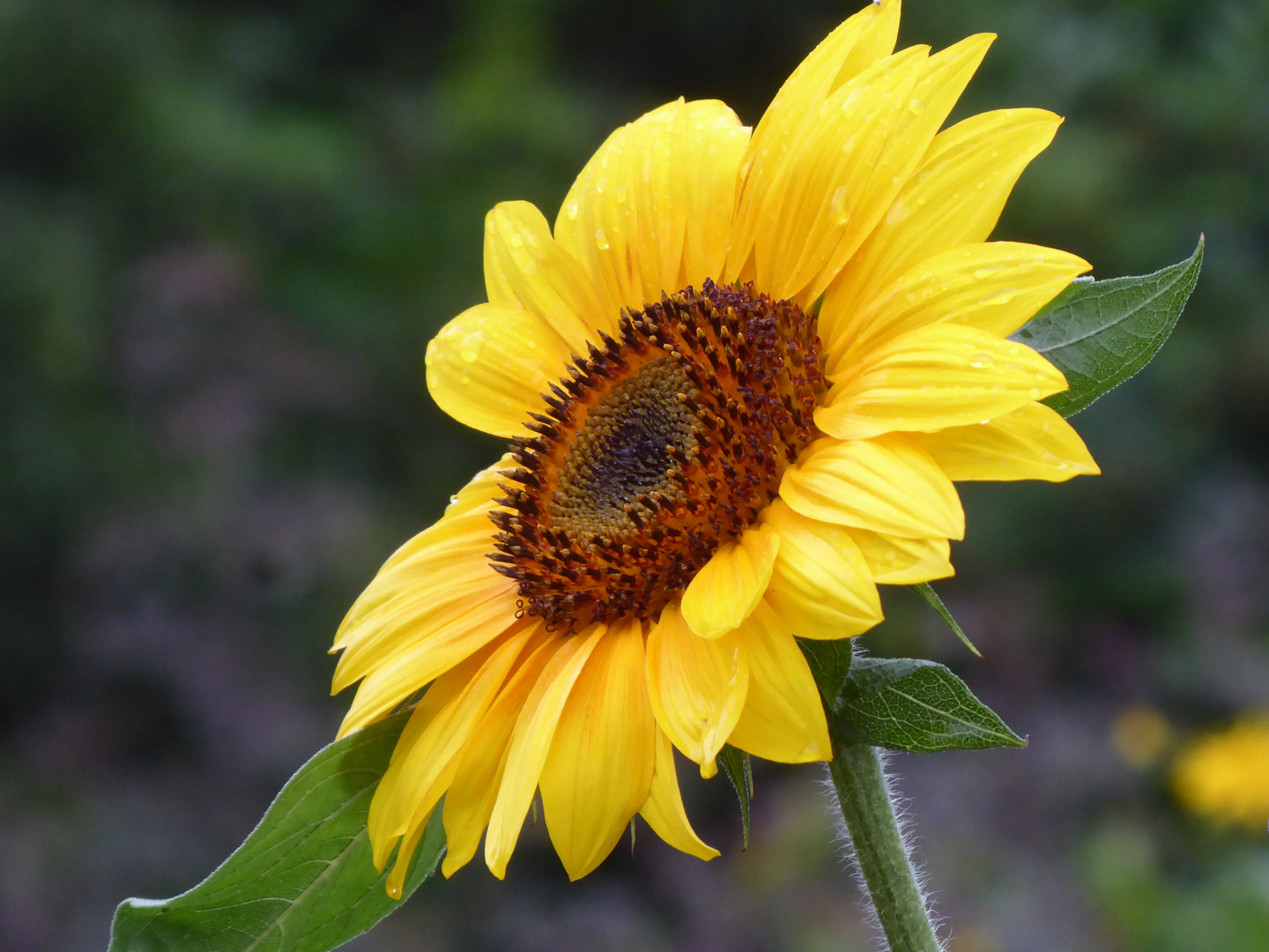 Sonnenblume Foto & Bild pflanzen, pilze & flechten, blüten