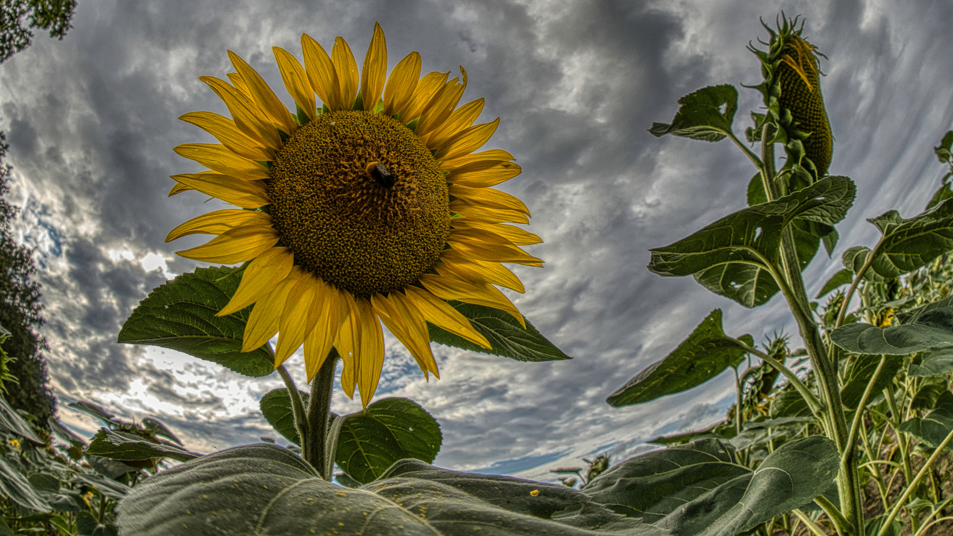 Sonnenblume