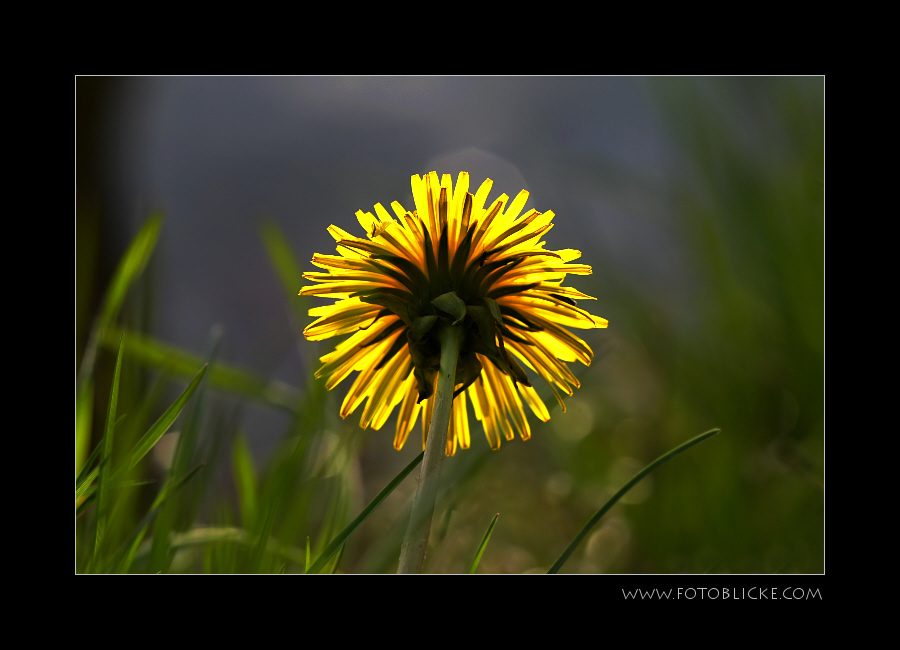 SonnenBlume