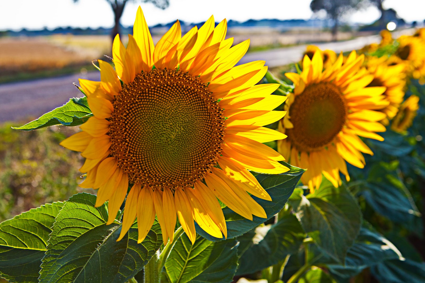 Sonnenblume