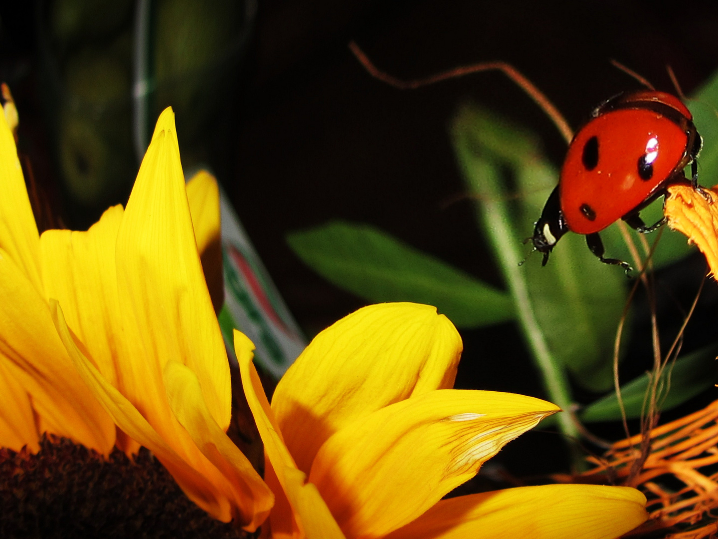 Sonnenblume