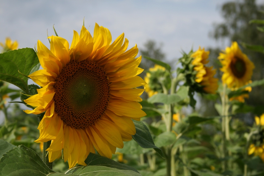 Sonnenblume