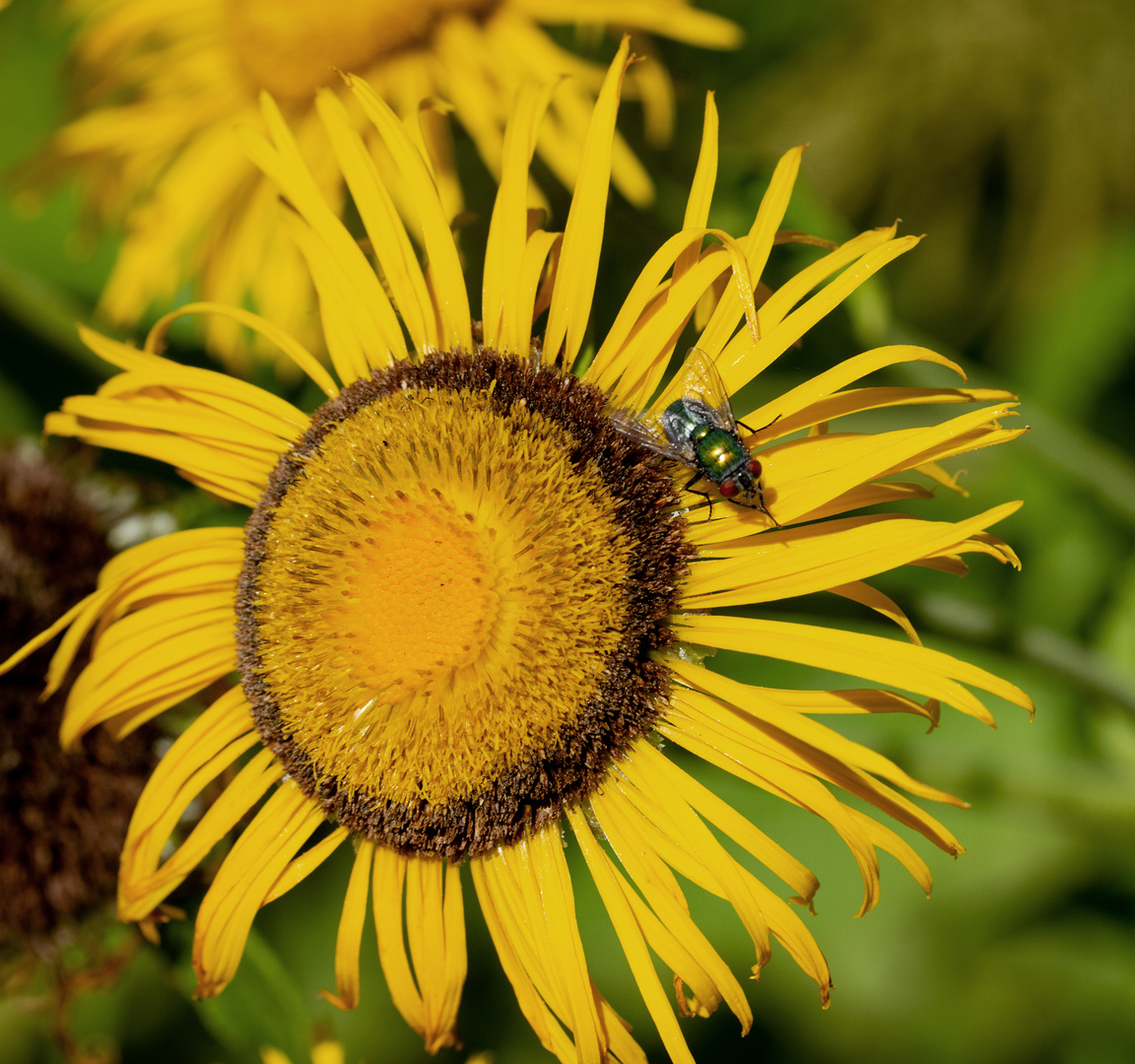 Sonnenblume