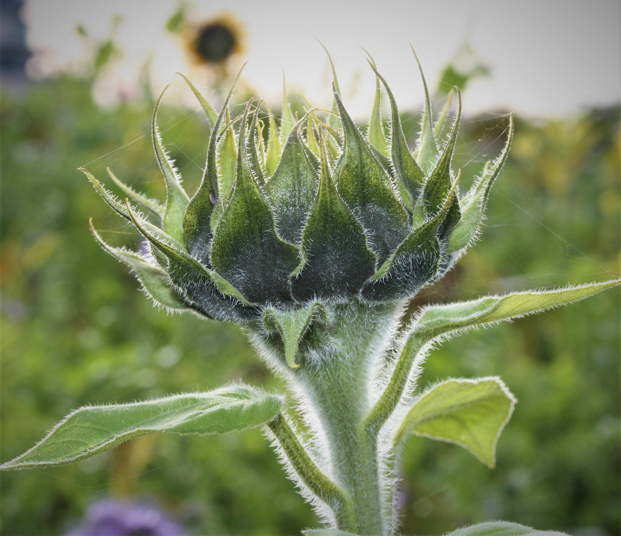 Sonnenblume...