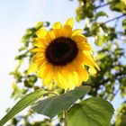 Sonnenblume