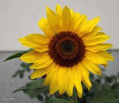 Sonnenblume