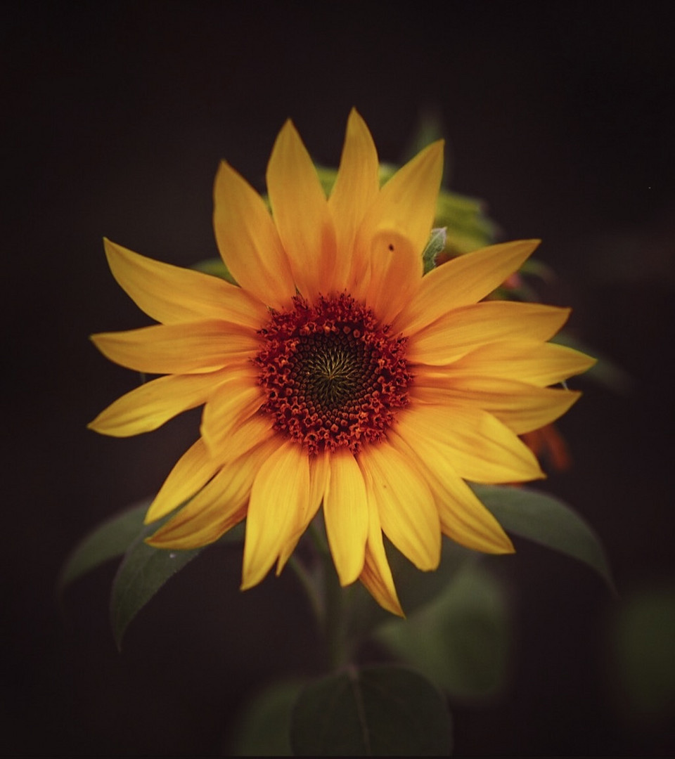 Sonnenblume