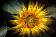  Sonnenblume