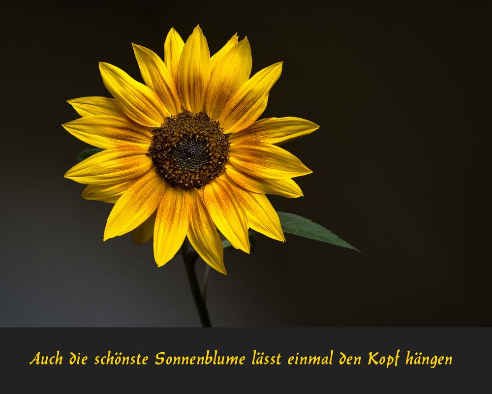 Sonnenblume 