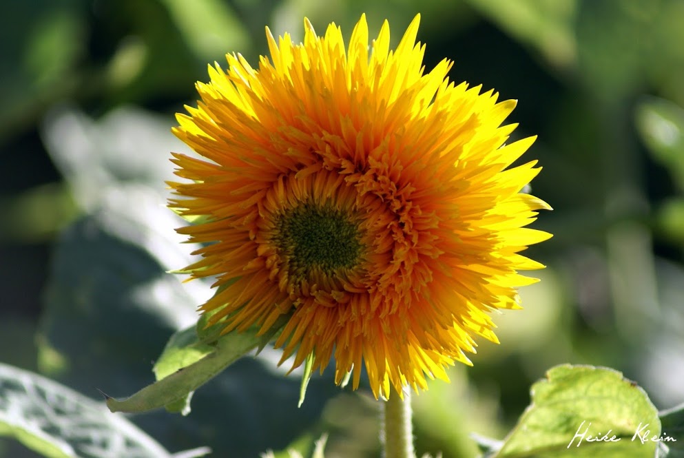 Sonnenblume