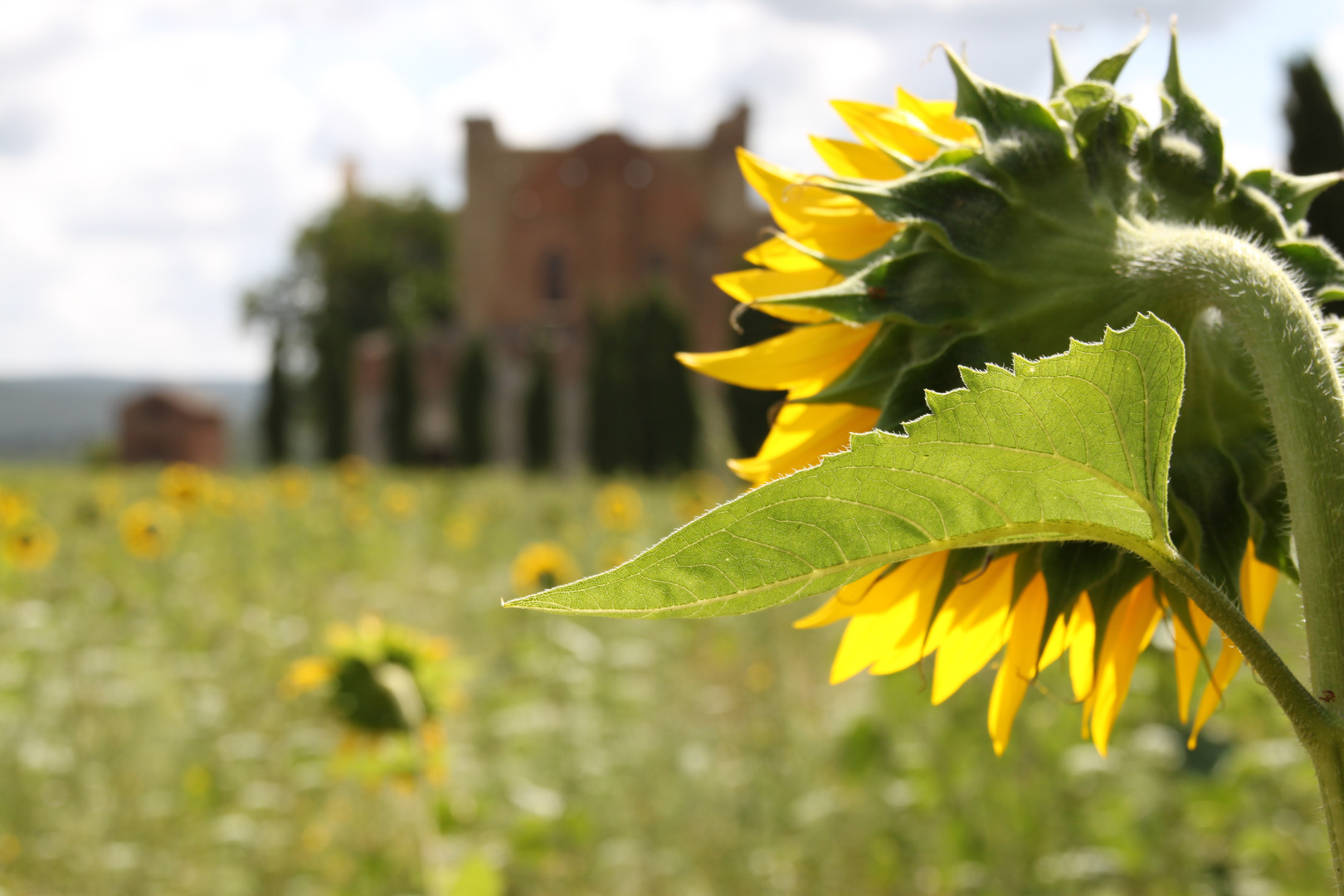 Sonnenblume