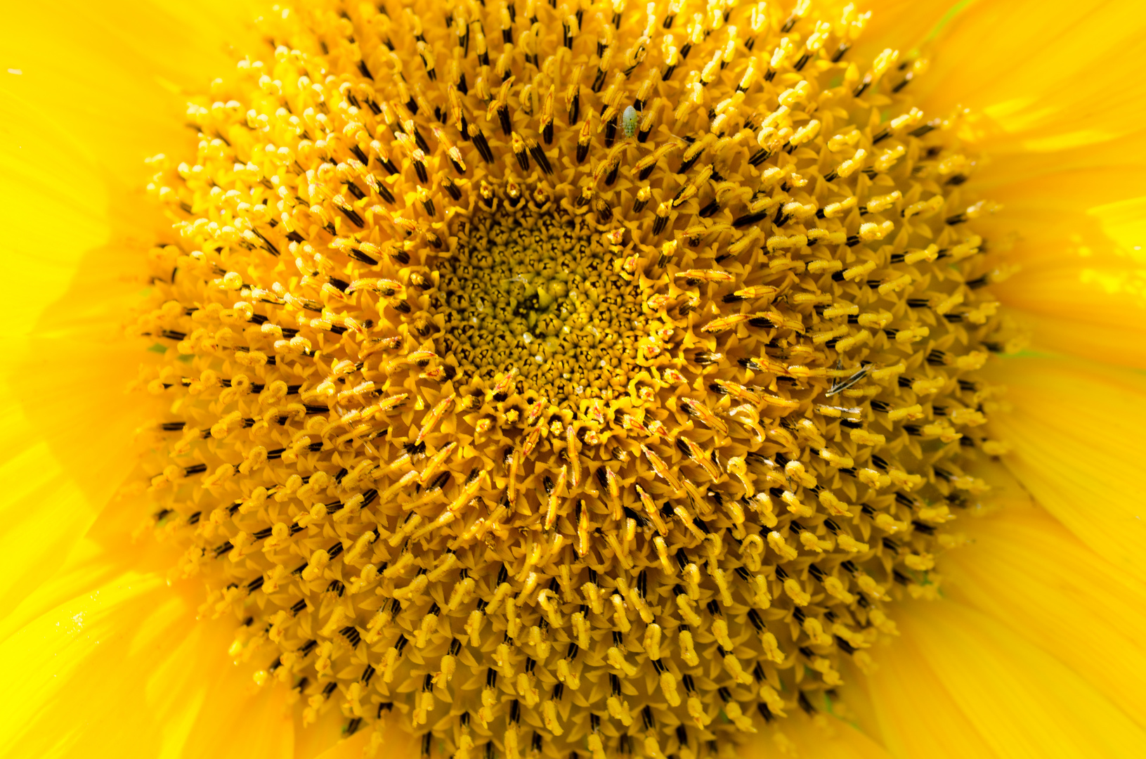 Sonnenblume