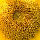 Sonnenblume