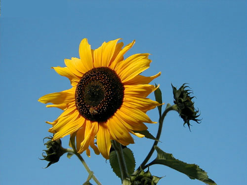 Sonnenblume