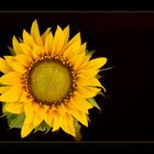 Sonnenblume