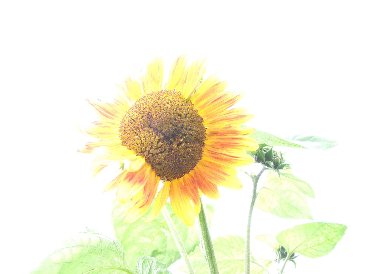 sonnenblume