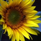 Sonnenblume