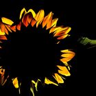 Sonnenblume...