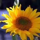 Sonnenblume