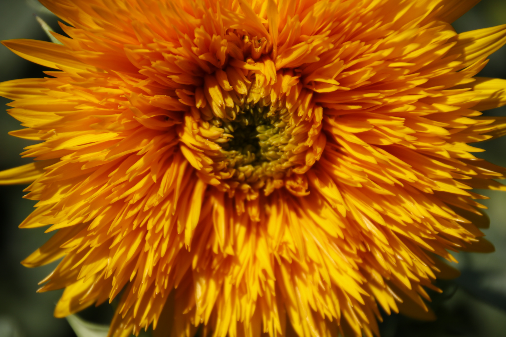 Sonnenblume