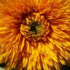 Sonnenblume