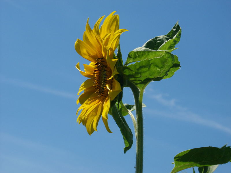 Sonnenblume