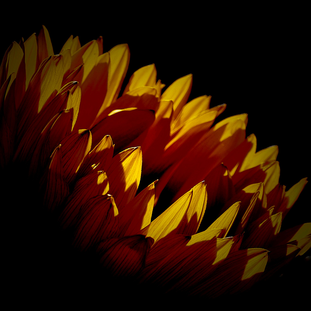 Sonnenblume