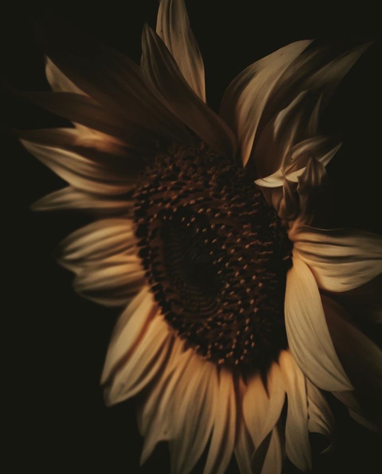 Sonnenblume