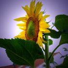 Sonnenblume