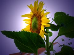 Sonnenblume