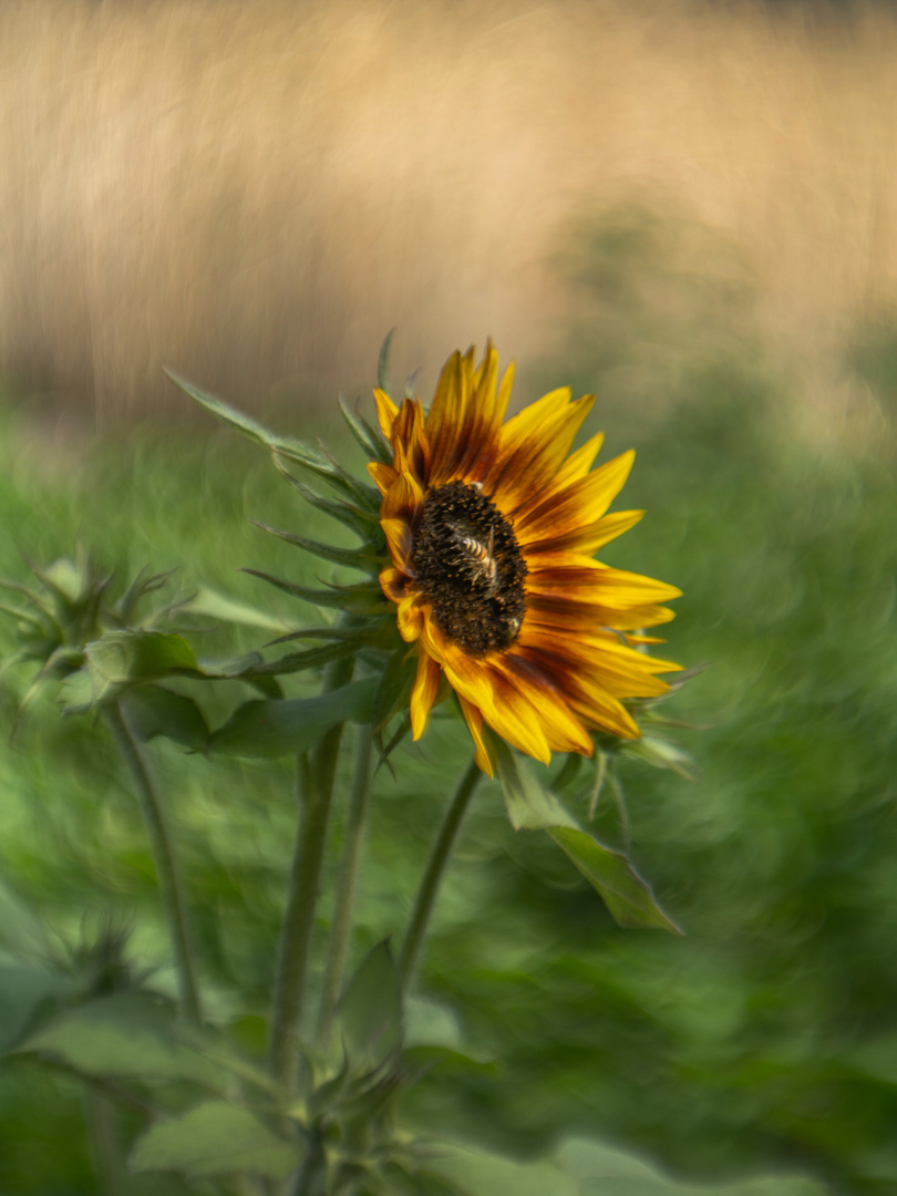 Sonnenblume