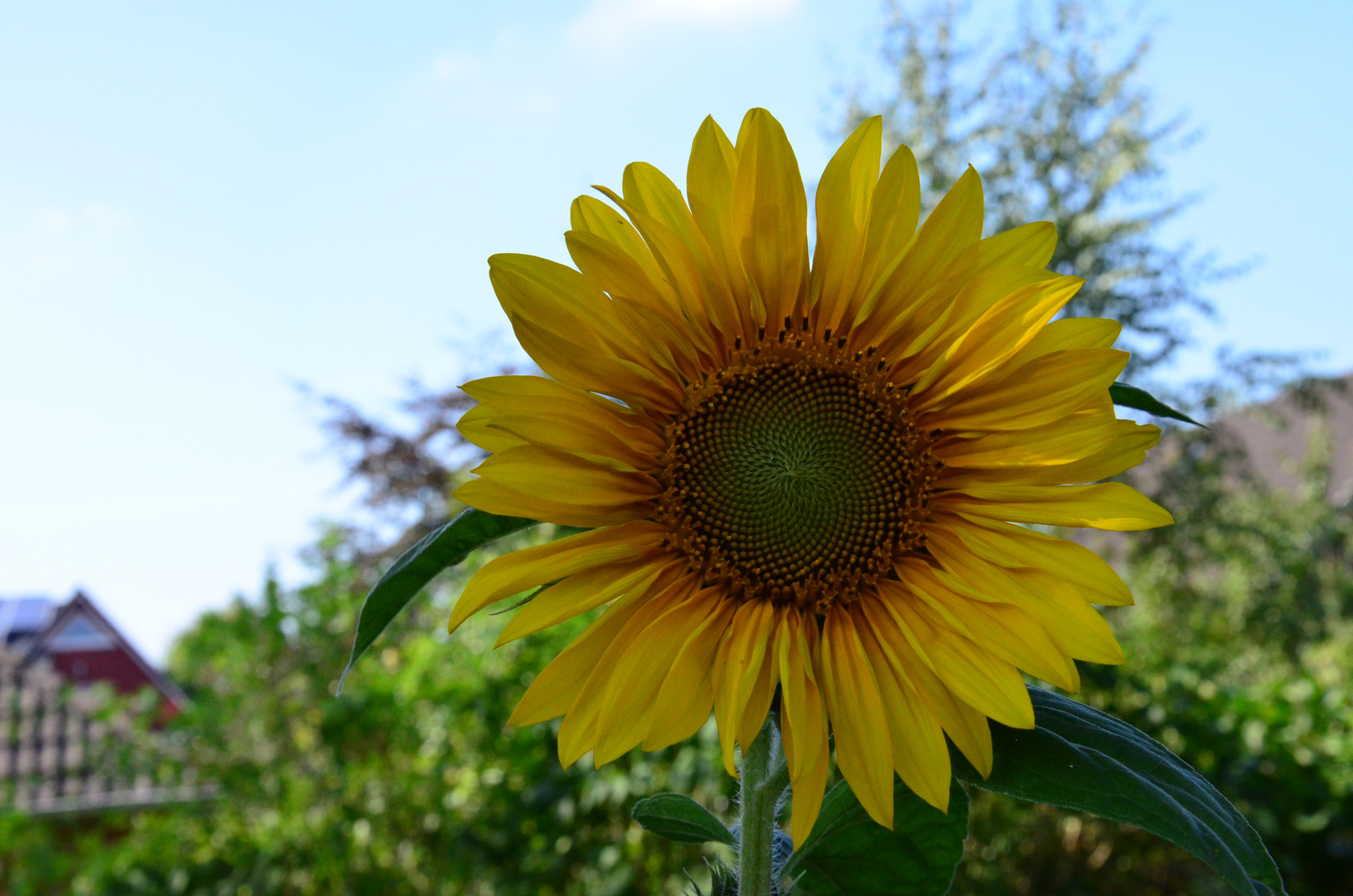 Sonnenblume