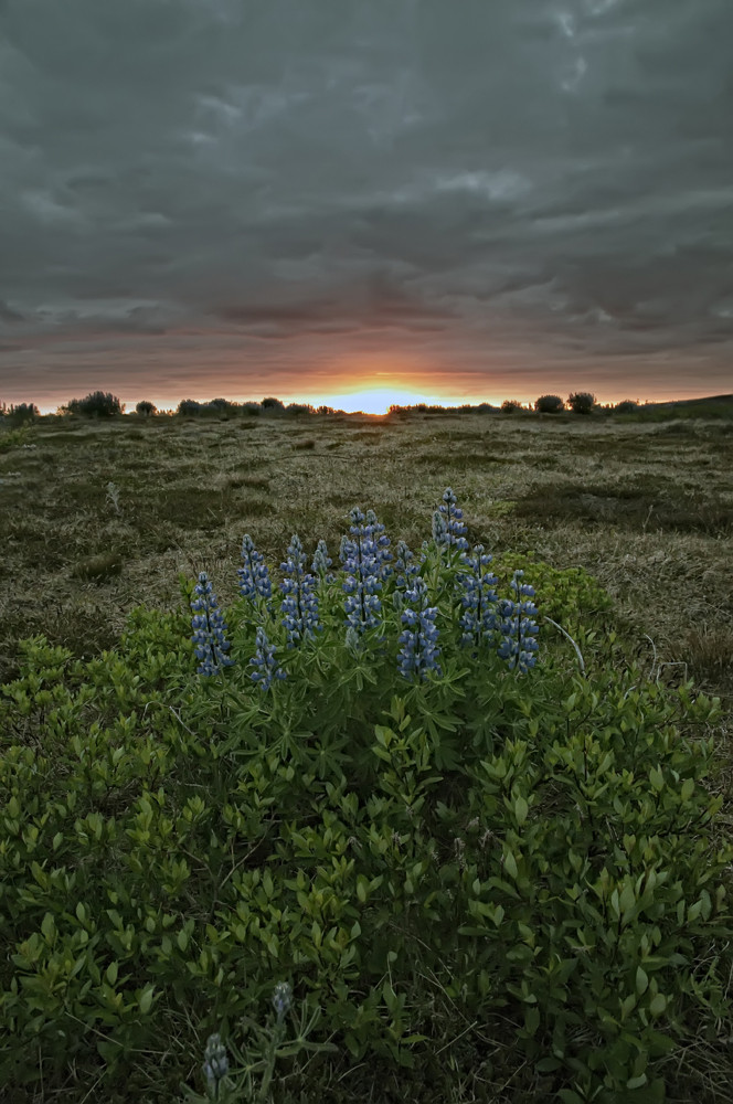 Sonnenblume