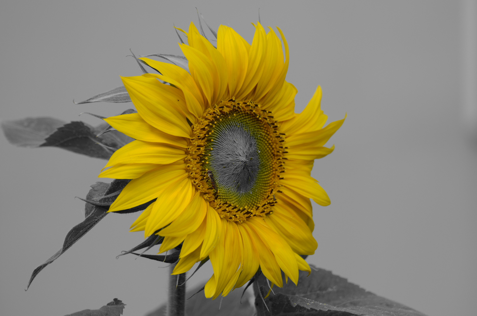 Sonnenblume