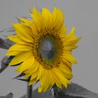 Sonnenblume