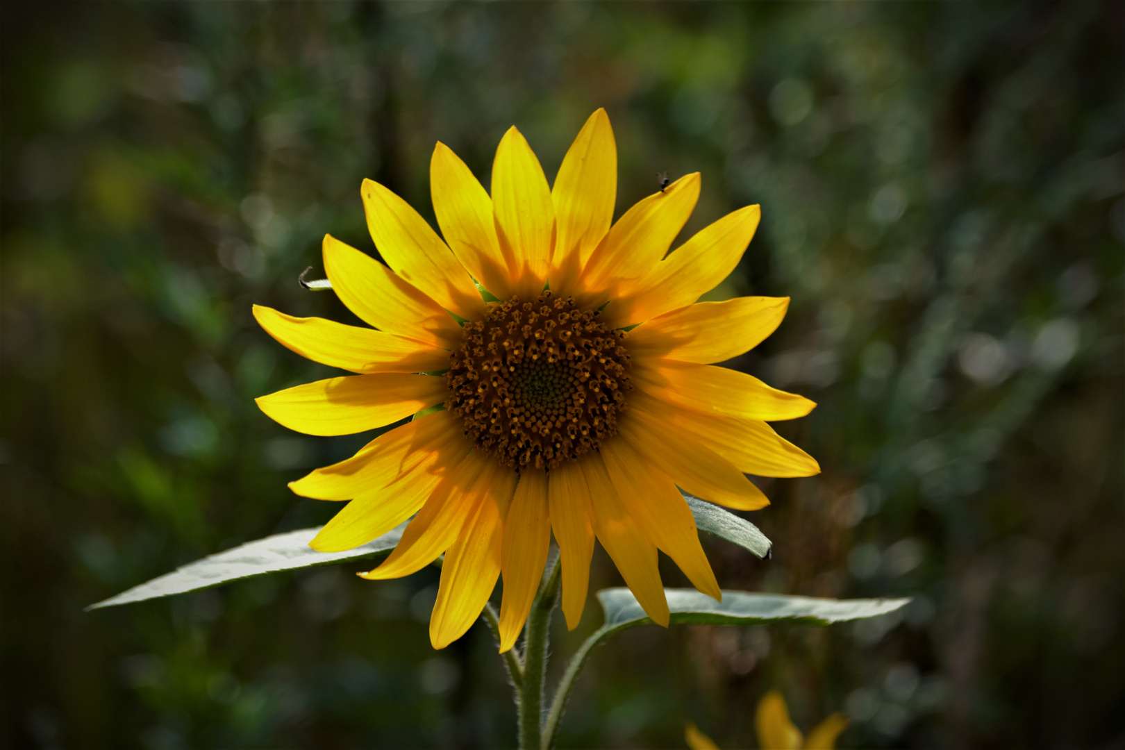 Sonnenblume 