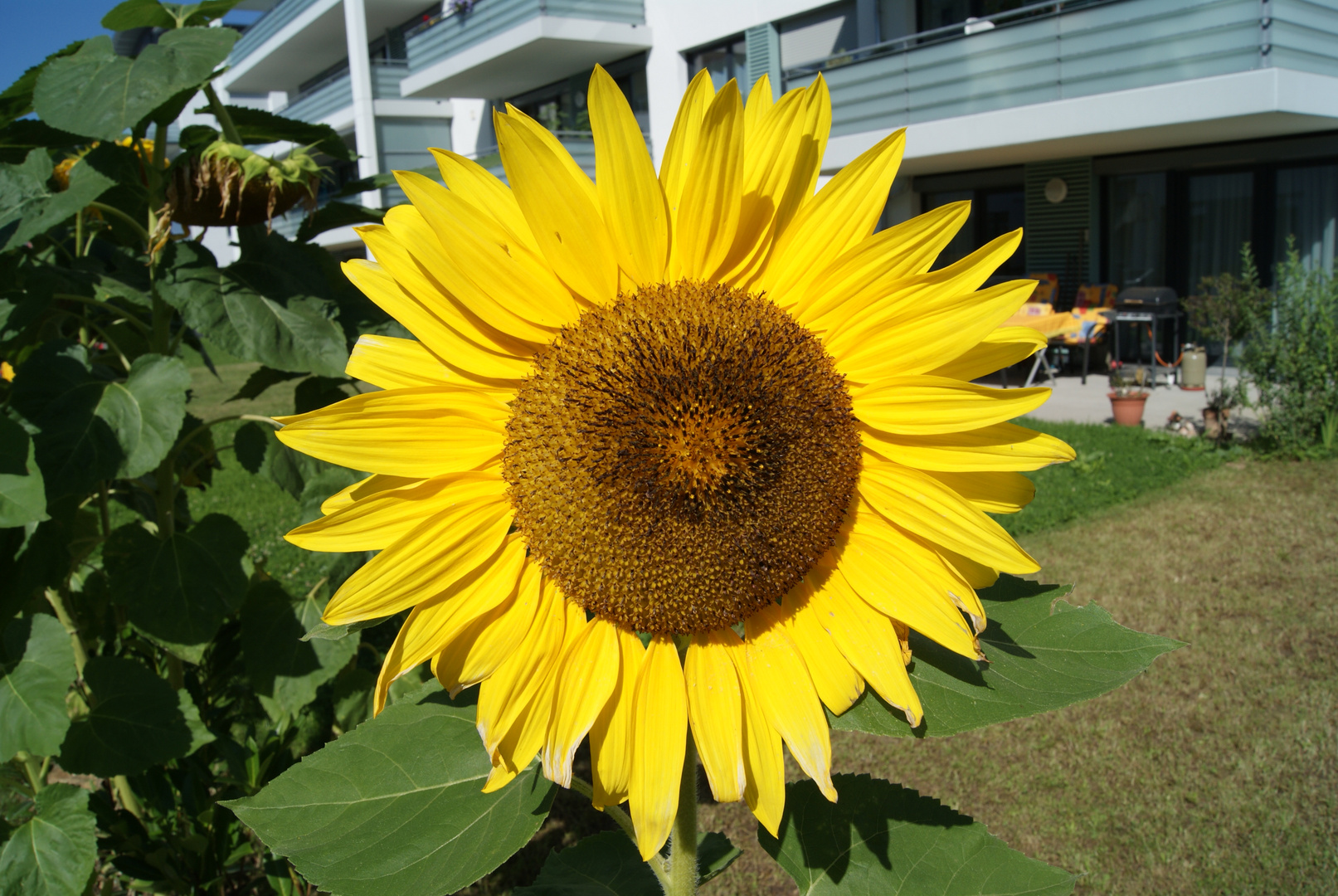 Sonnenblume