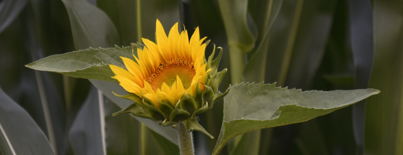  Sonnenblume