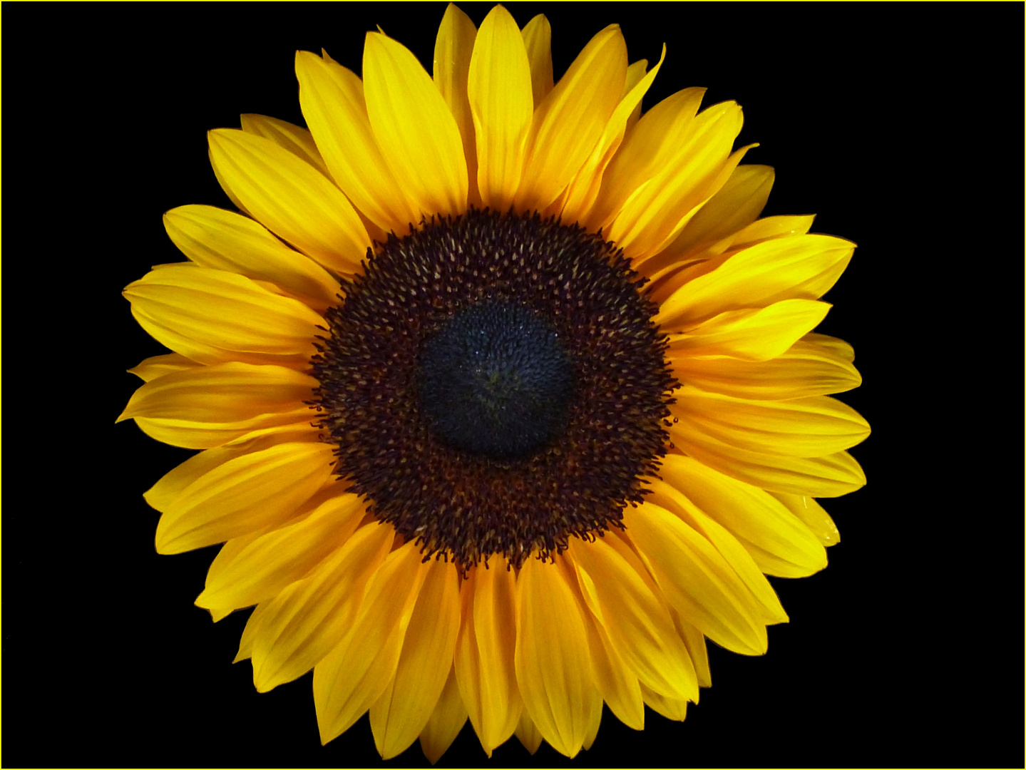 Sonnenblume Foto & Bild | youth, gelb, natur Bilder auf fotocommunity