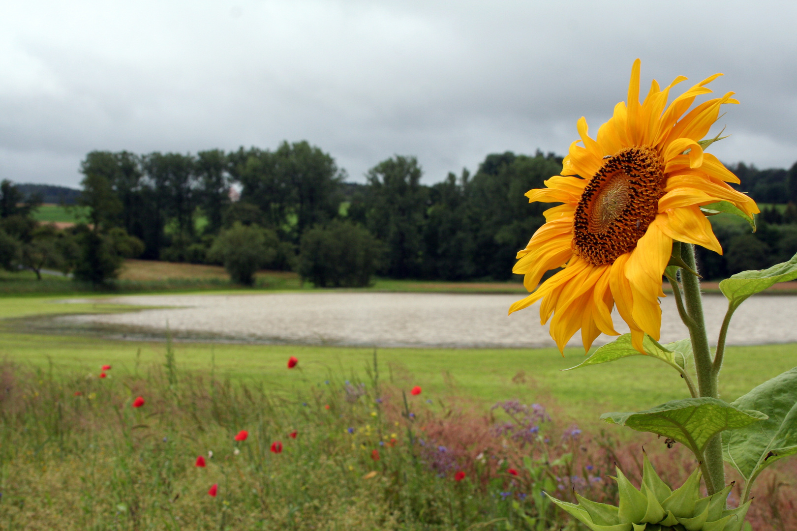 Sonnenblume