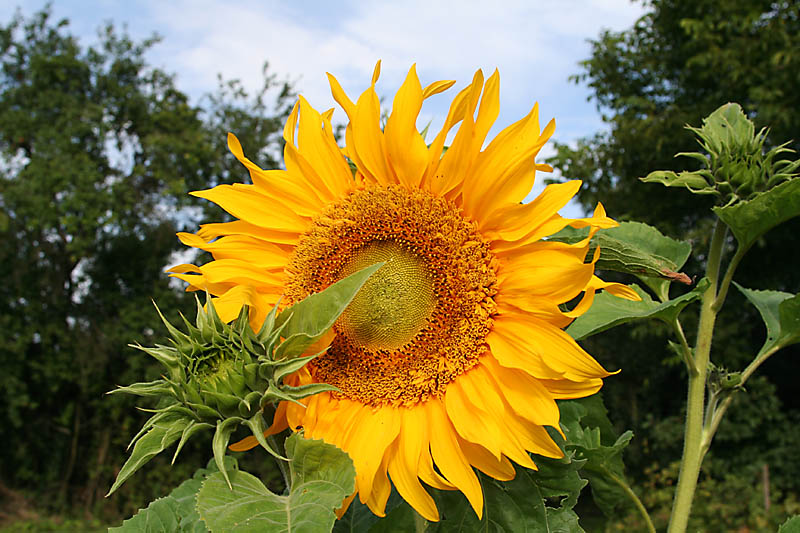 Sonnenblume