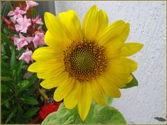 Sonnenblume