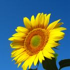 Sonnenblume