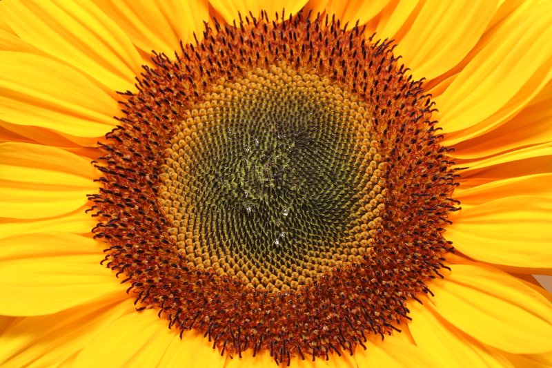 Sonnenblume