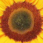 Sonnenblume