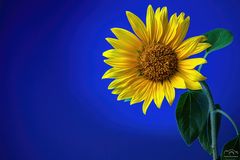 *** Sonnenblume ***
