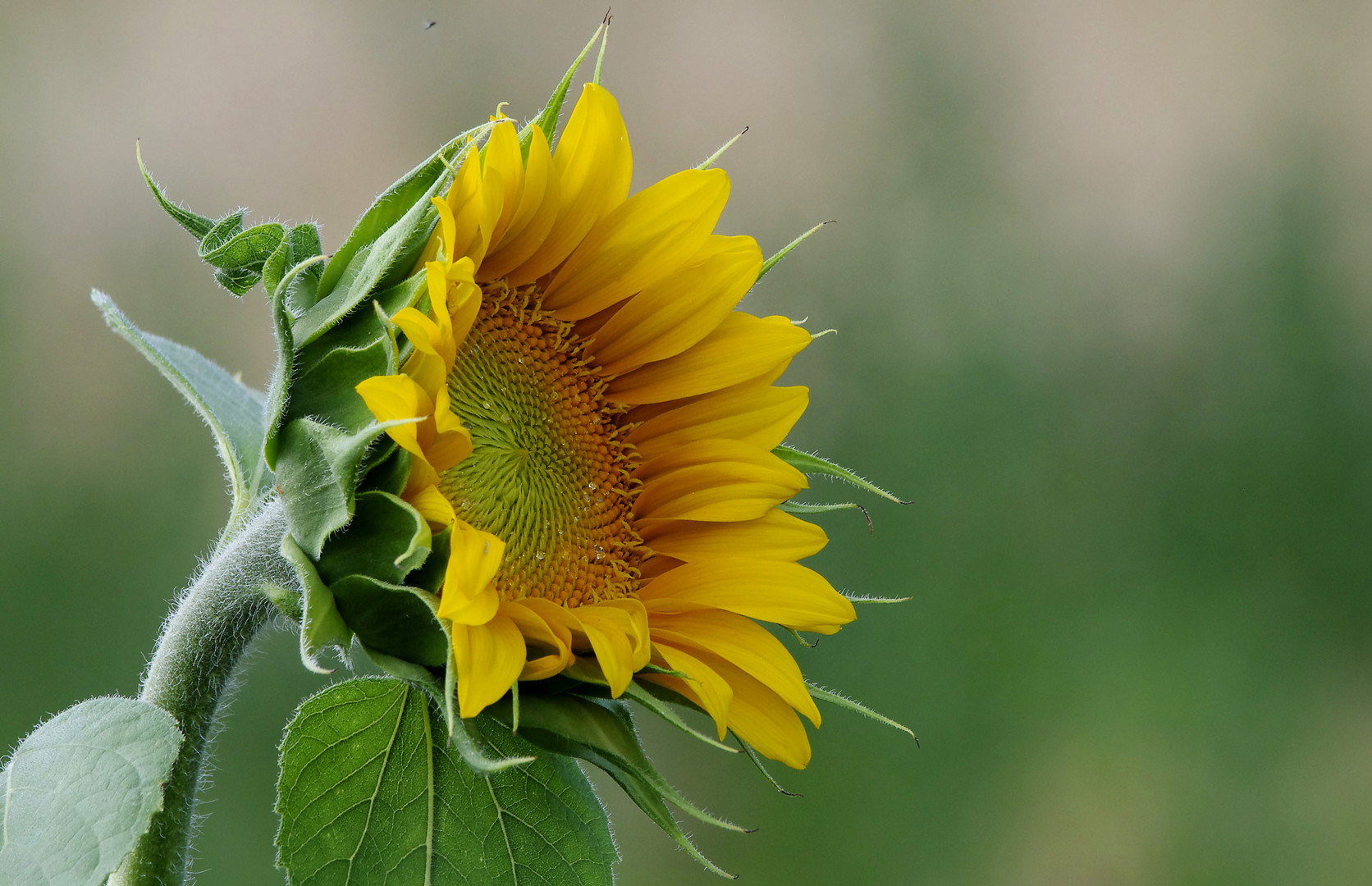 Sonnenblume...