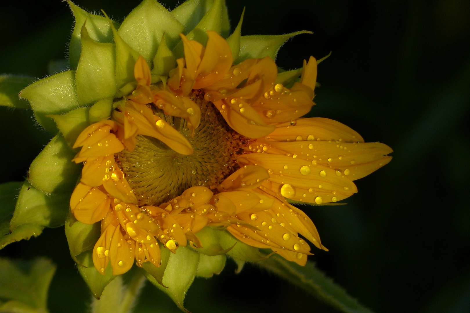 Sonnenblume